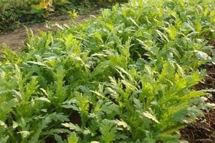 茼蒿施肥用什么肥料