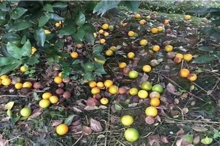 如何施用微量元素肥料才会更好
