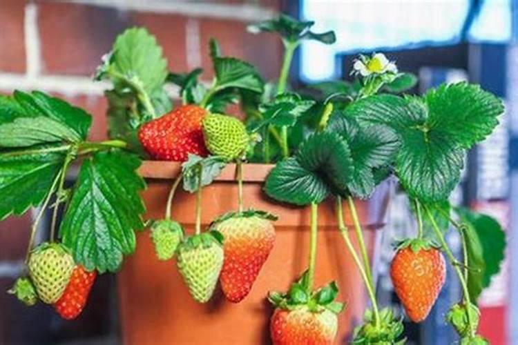 17种植物必需元素口诀