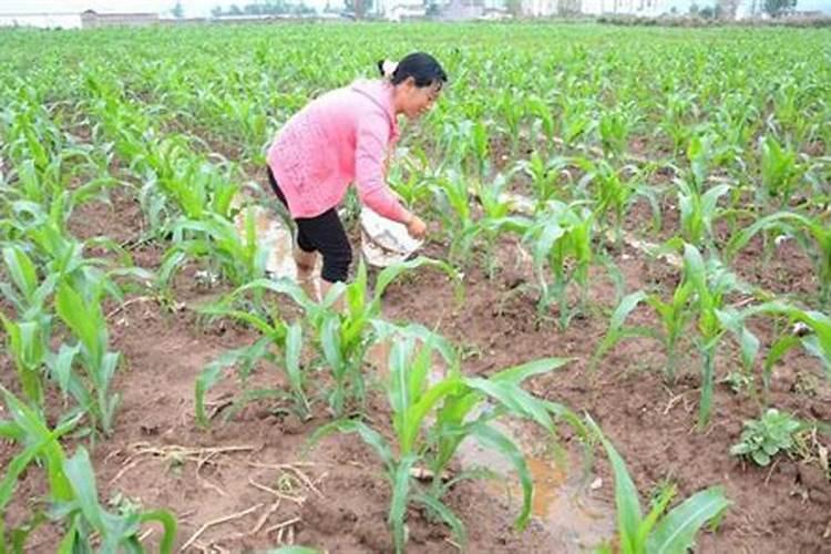 小葱可以撒尿素吗