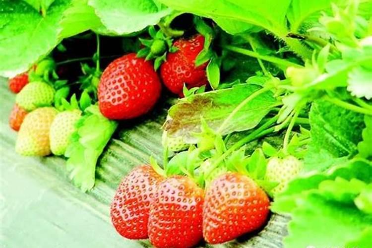 硝酸磷肥与硝铵磷有啥区别