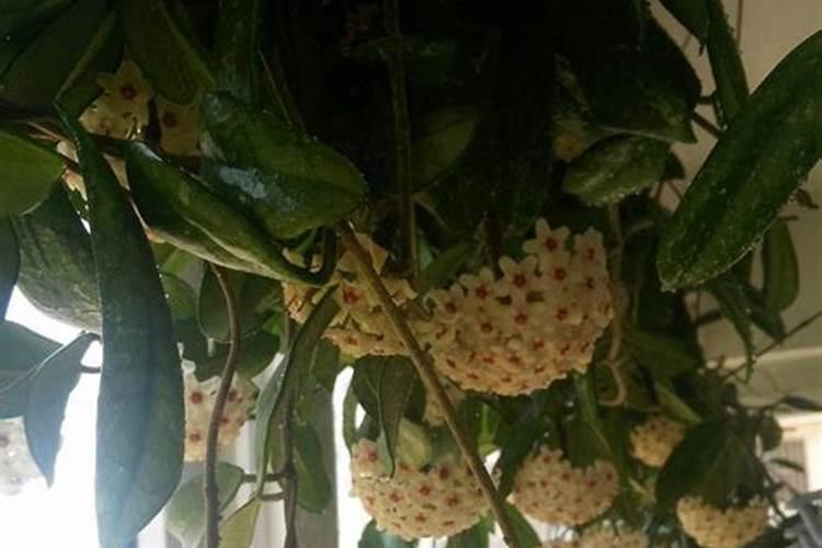 球兰一般养几年才能开花？开花容易吗？
