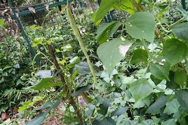 豆角可以使用水溶肥吗？