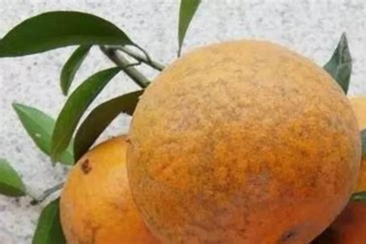 西瓜五斤了能喷芸苔素和磷酸二氢钾？