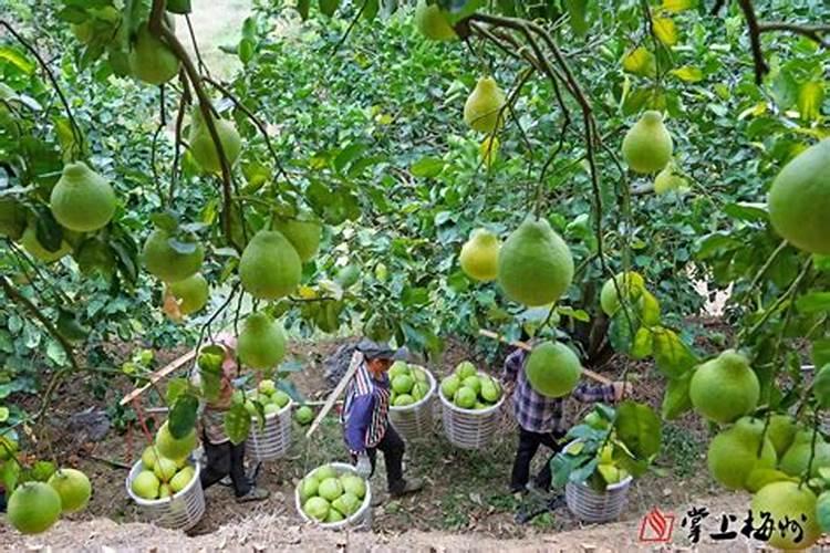 柚子树施什么肥料最好