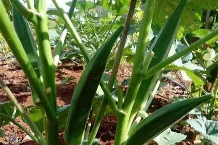 秋葵施肥时间及方法,秋葵移植后施什么肥好
