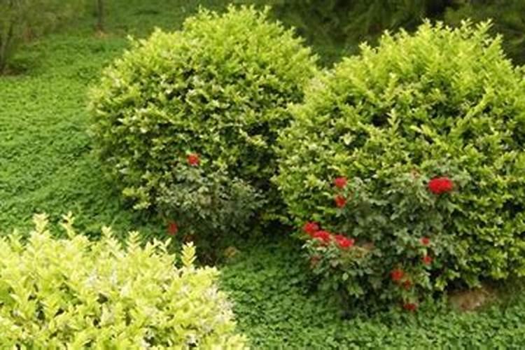冬青什么时候种植成活率高