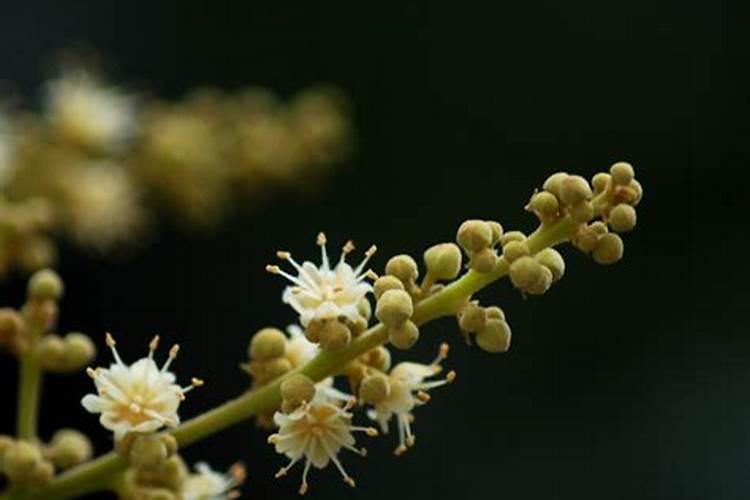 院子种什么花好风水最旺