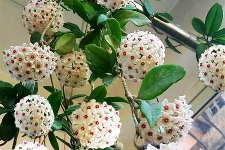 腐殖酸水溶肥是什么肥料？
