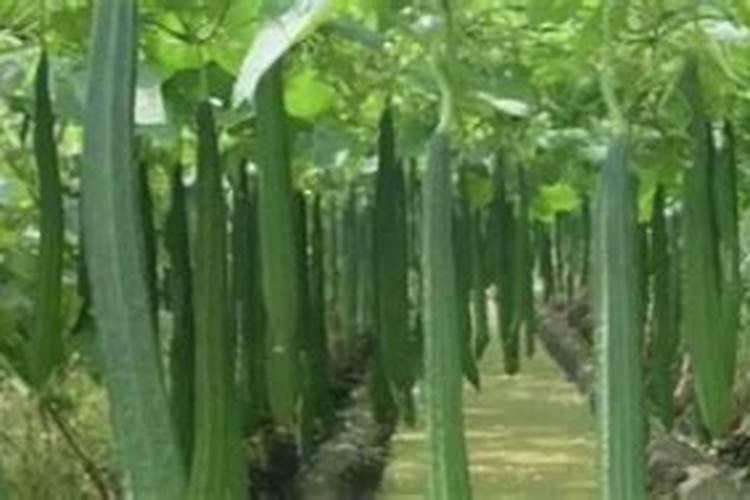 露天种植更加常见,那露天蔬菜需要怎么安排？