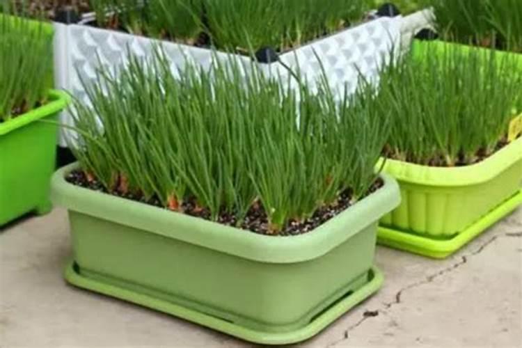 种葱要用什么肥料