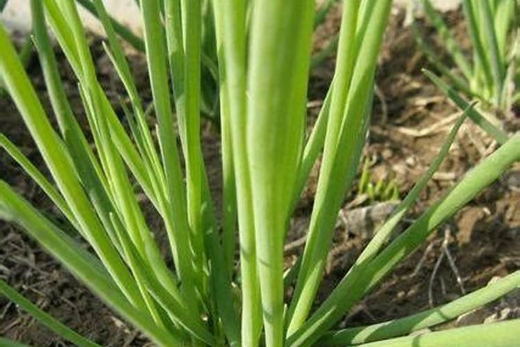 水溶肥对葱有作用吗