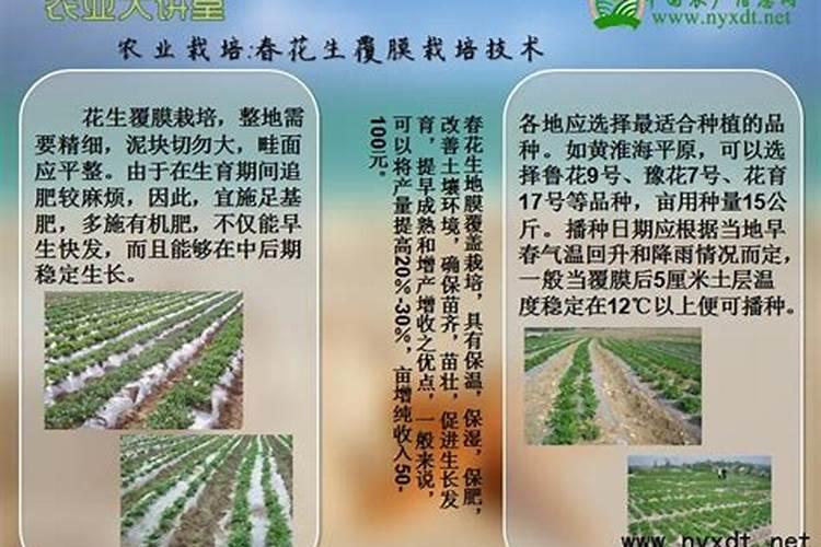 花生高产种植技术 花生应该怎么施肥