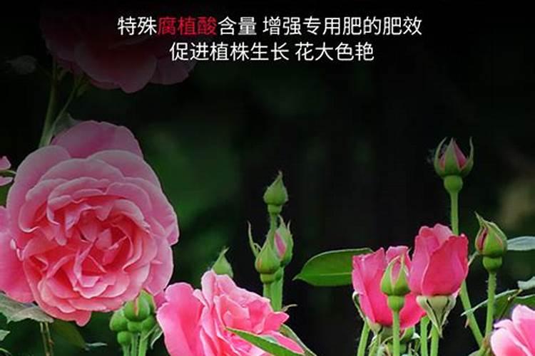 月季适合什么肥料
