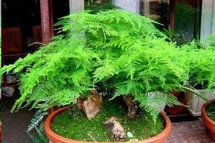 文竹怎么施肥,文竹施什么肥料好/氮肥为主
