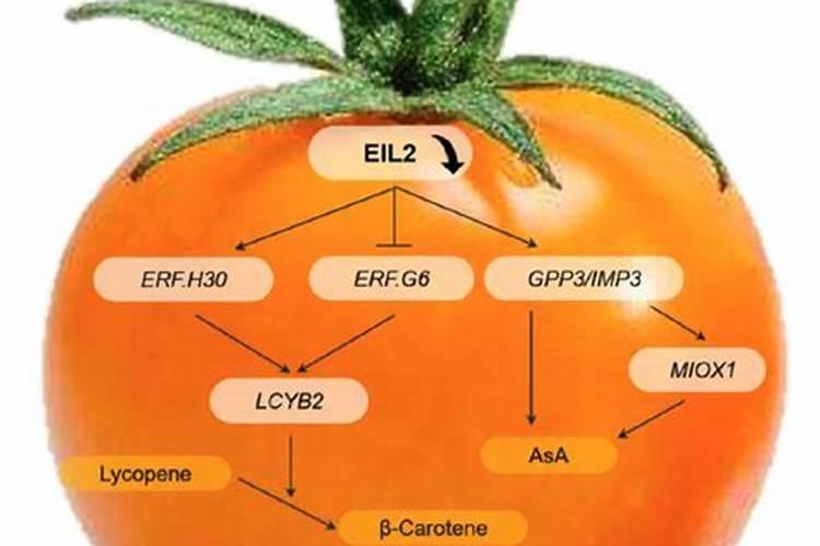 番茄座果期冲施什么肥料好？番茄膨果期用什么水溶肥效果好？