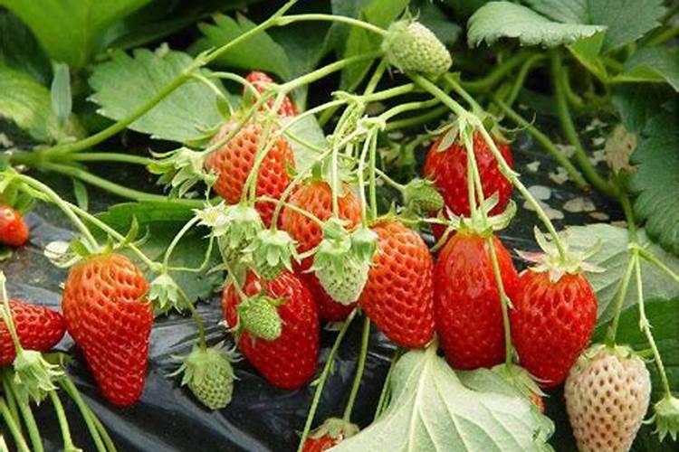 种草莓用什么肥料好