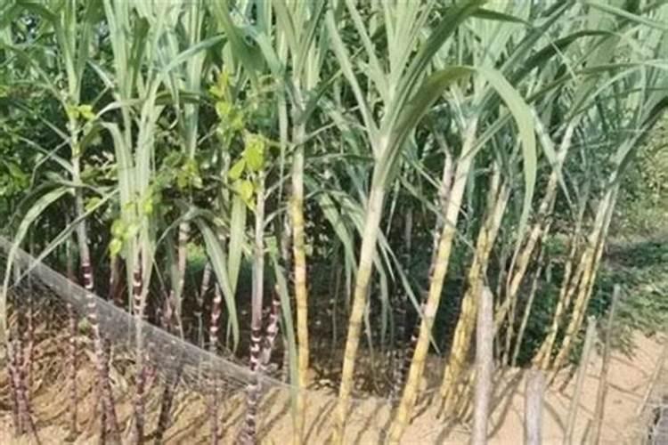 芸苔素的使用方法