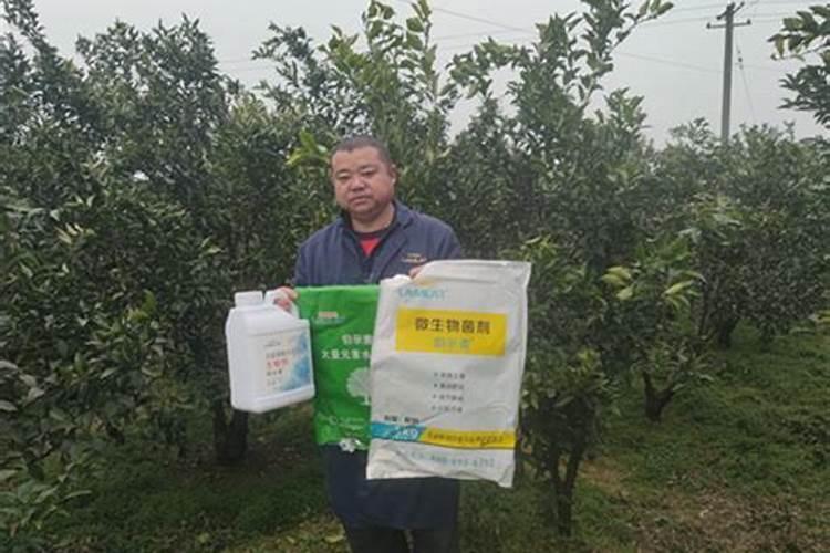 蓖麻子的功效与作用