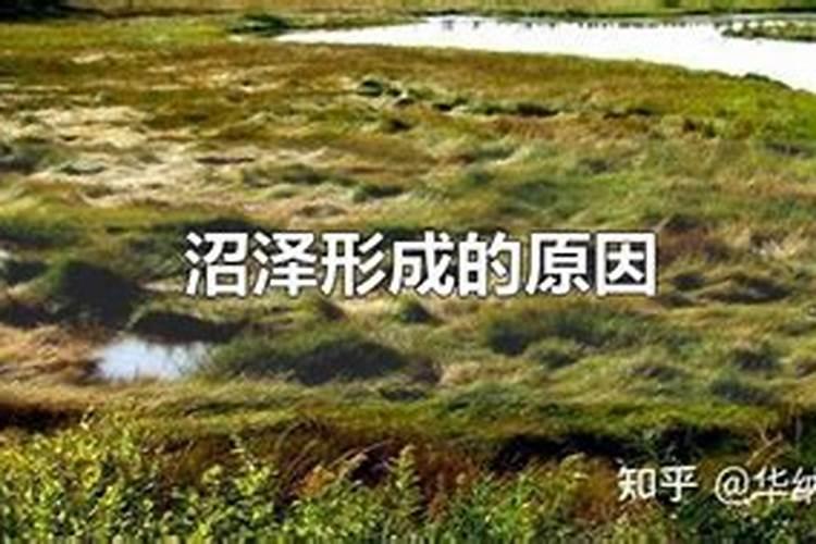沼泽土诊断特征