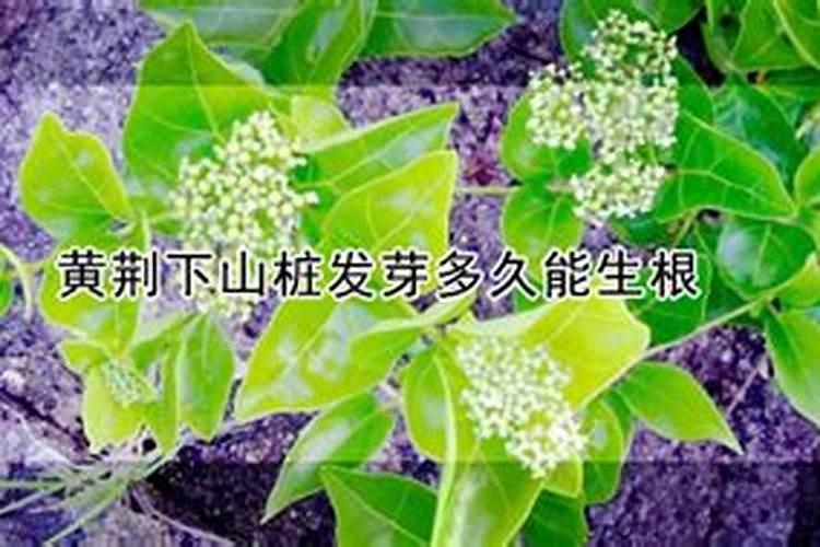 李唐下坡桩如何快速生根及种植要点？