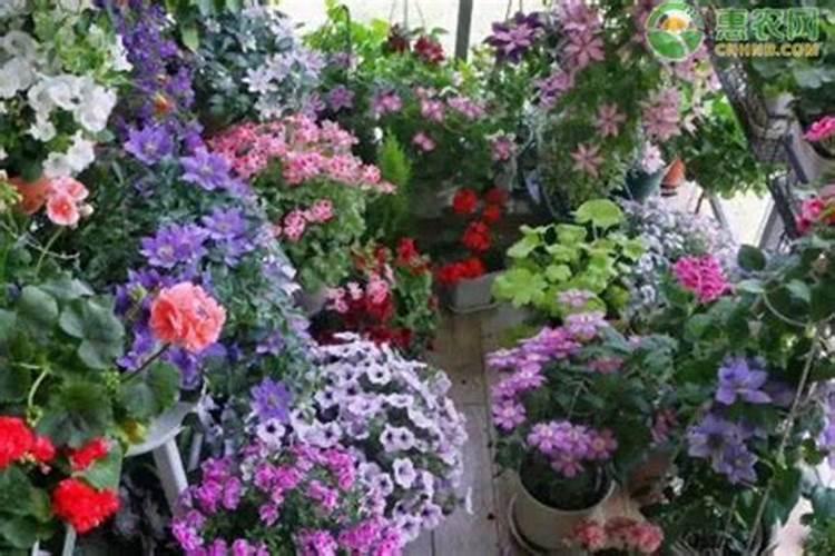 种花需要肥料,请问什么是磷肥、什么是氮肥、什么是钾肥？