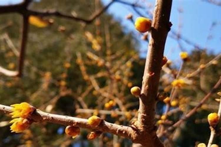 农博金草苍术种植幼苗生根多久后就能移栽了？