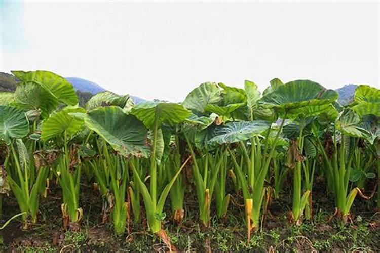 芋头冲什么肥料最好