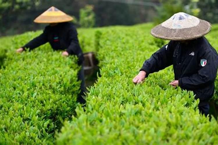 广东草莓2023年批发价格多少？