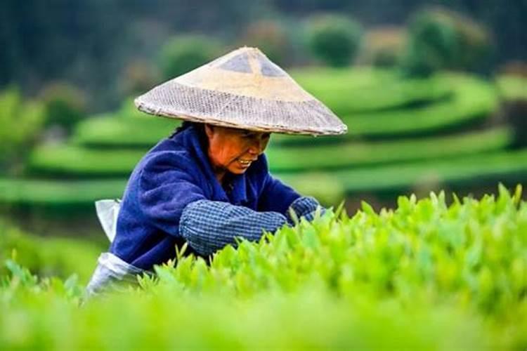 草莓种植技术,草莓苗批发价格