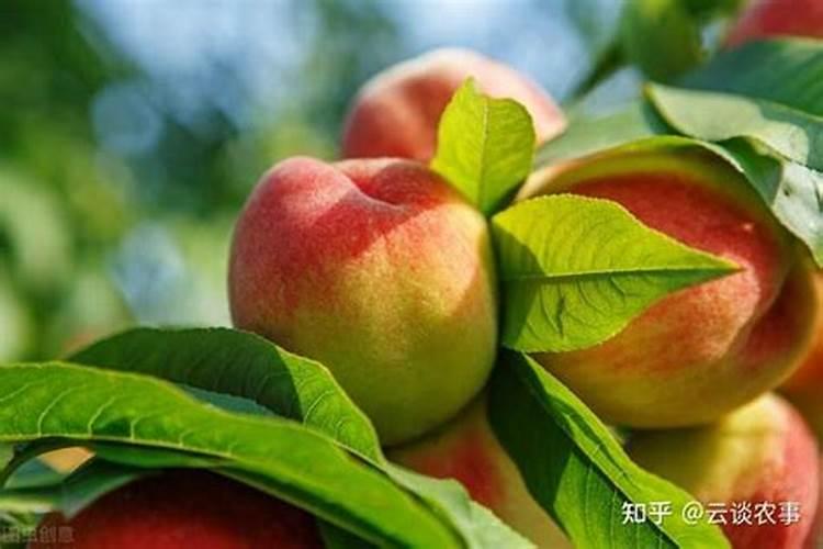 桃树叶面肥如何用磷酸二氢钾