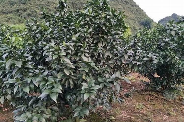 硝酸磷肥生产废渣碳酸钙可以作为复合肥原料利用吗？