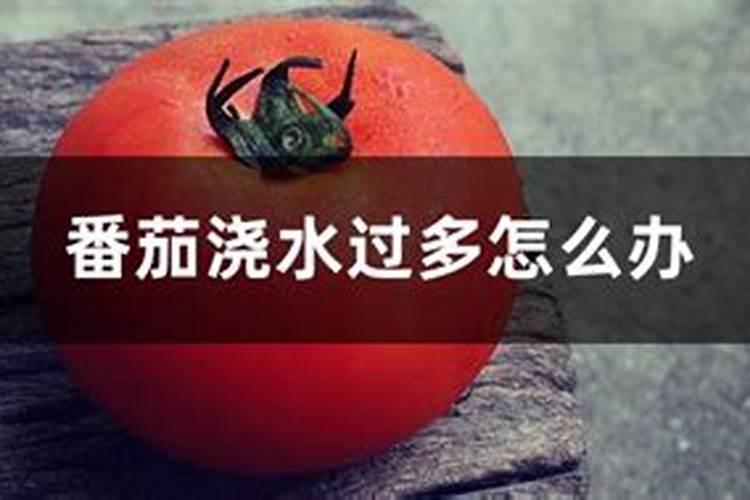 番茄浇水过多怎么办