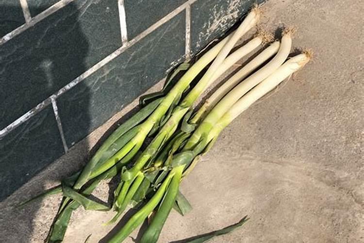 大葱用什么肥料长的快？腐植酸水溶肥助增收