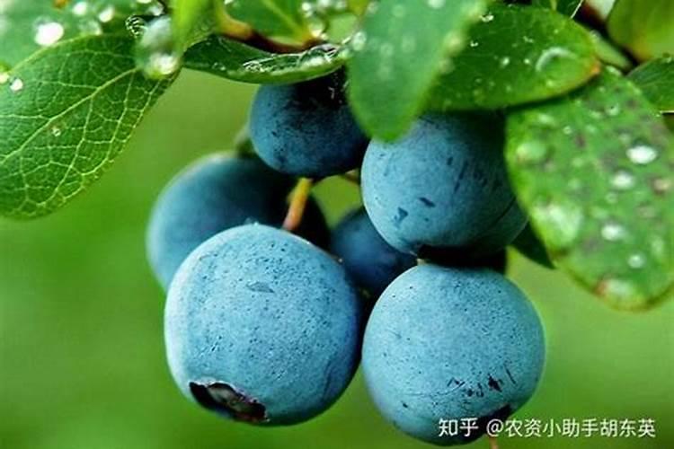 蓝莓种植,蓝莓可以使用冲施肥吗？