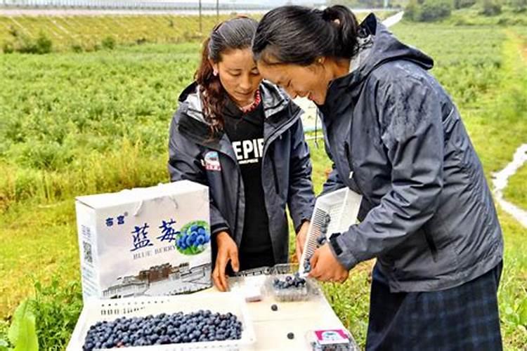 蓝莓可以用冲施肥不