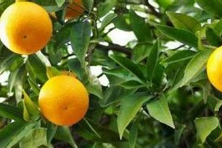 柠檬挂果后需要施什么肥