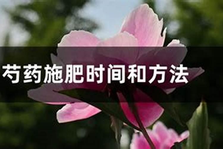 种芍药施什么底肥好