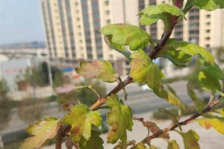 蓝宝石叶子红的原因用什么肥料会变绿吗？