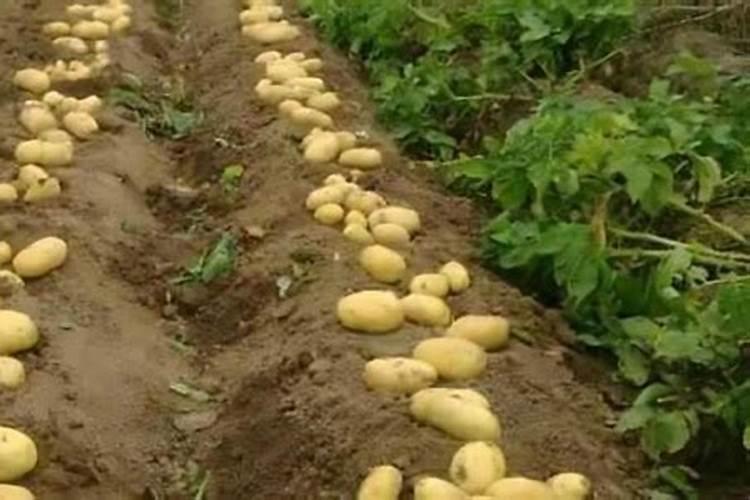 种植土豆用什么化肥