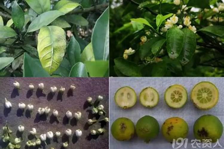 硼肥不能与哪些肥料混用