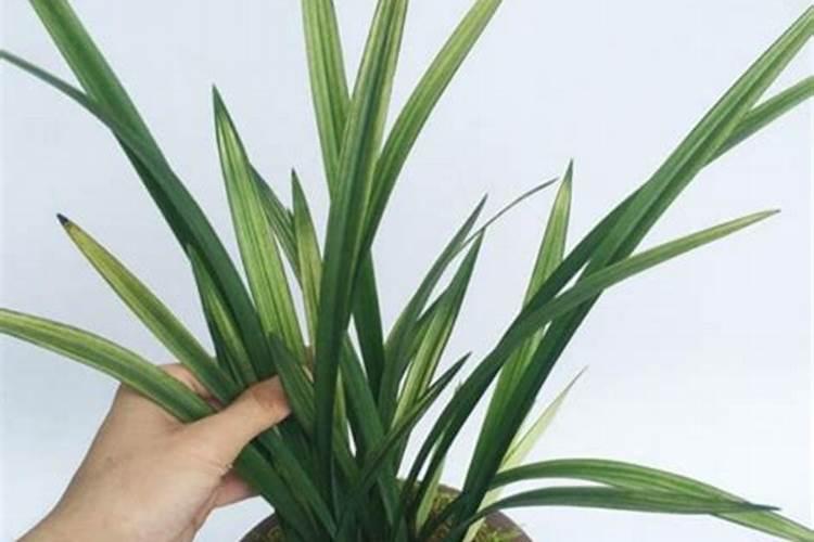 四季兰栽培要注意什么