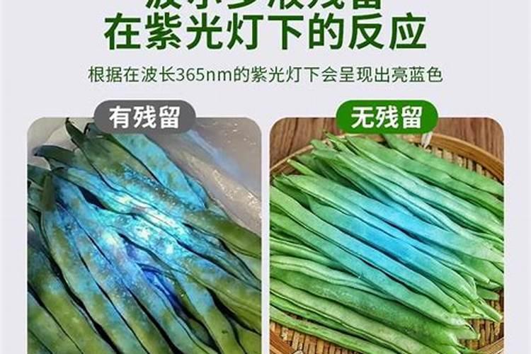 葡萄现在这个季节出现叶子边缘发黄,正常吗？