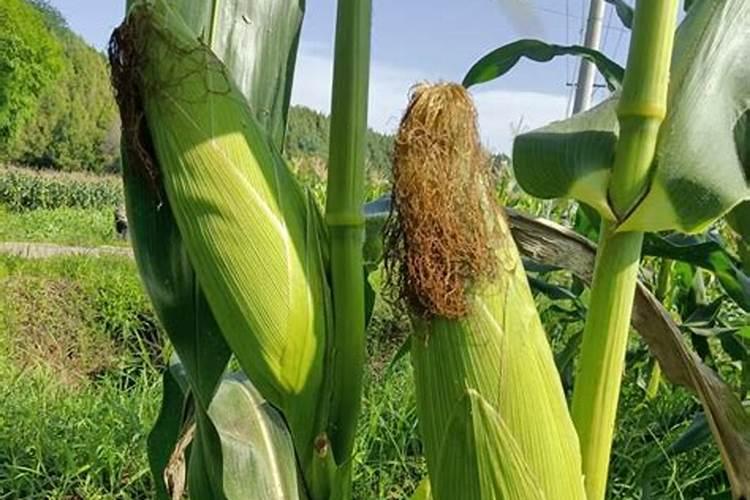 玉米什么时间施肥