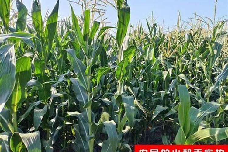 玉米在种植时需冲施钾肥吗？
