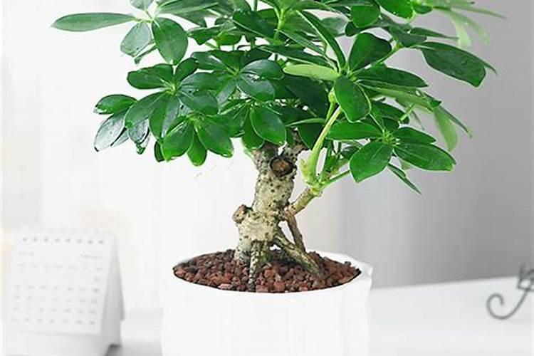 八方来财用什么肥料叶子会变绿？