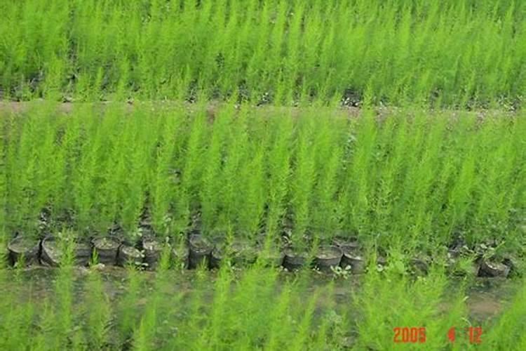 芦笋用什么肥料