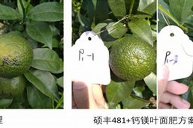 芸苔素的作用和使用方法 芸苔素如何分辨真假