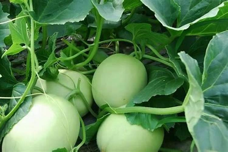 甜瓜如何施肥增甜 甜瓜增甜施肥要点