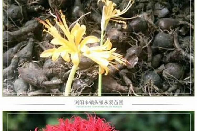 请教为何开花的时候不能施肥